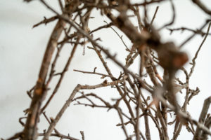 Nahaufnahme mehrerer trockener, ineinander verschlungener Äste mit spitzen Zweigen vor einem schlichten weißen Hintergrund, wodurch eine abstrakte und strukturierte Komposition entsteht.